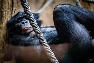 Close-up of a monkey