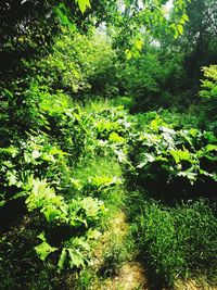 Trees in a forest