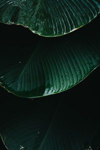 Full frame shot of leaves