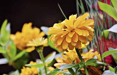 Close-up of yellow flowering plant