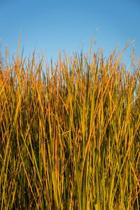 Close-up of crops growing on field against sky