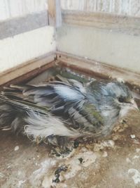 Close-up of bird perching outdoors