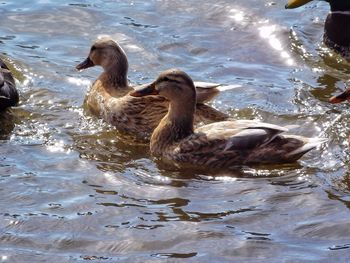 Duck swimming on lake