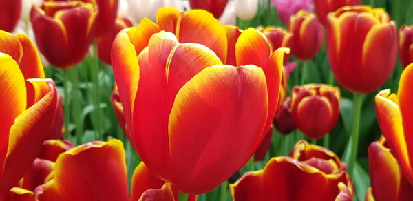 Close-up of red tulips