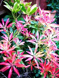 Close-up of flowers blooming outdoors