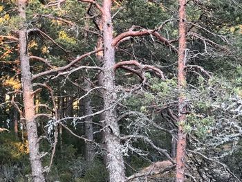 Bare trees in forest during winter