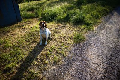 View of dog on road