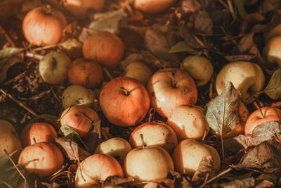 Full frame shot of apples in fall