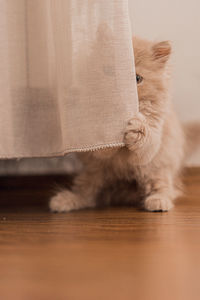 Close-up of cat hiding behind curtain