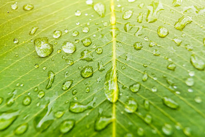 Full frame shot of wet leaves