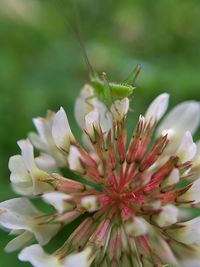 Close-up of green insect on white flowers