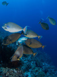 Fish swimming in sea