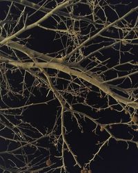 Full frame shot of spider web on tree