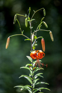 Close-up of orange tiger lily blooming outdoors