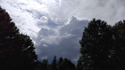 Low angle view of trees against sky