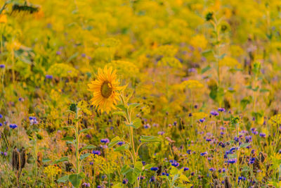 Close-up of purple flowering plants on field
