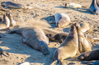 Sheep relaxing on sand