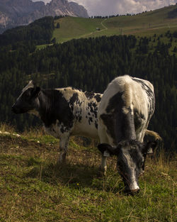 Cows in a field