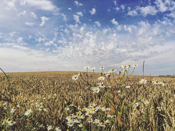 Scenic view of flowering plants on field against sky