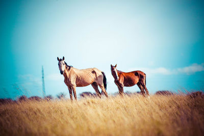 Horses standing on grassy field against sky