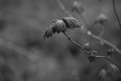 Close-up of wilted plant