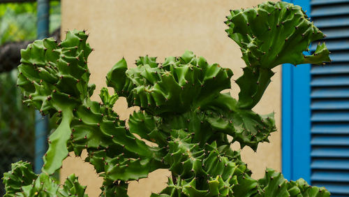 Close-up of potted plant