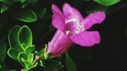 Close-up of pink flowers