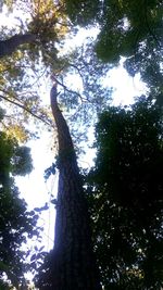 Low angle view of trees against sky