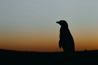 Magellanic penguin in patagonia.