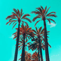 Palm tropical location