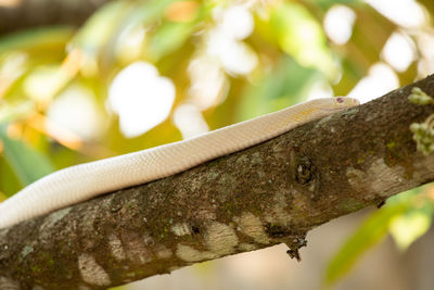 Close-up of insect on branch