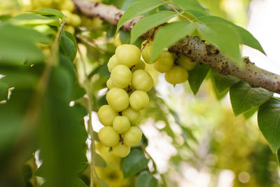 Close-up of fruits growing on tree