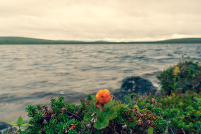 Close-up of plants growing on land against sea