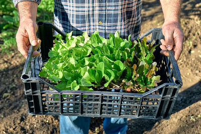 Gardener holding basket box with young lettuce seedlings. horticulture sostenible. gardening hobby.