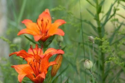 Close-up of orange flower