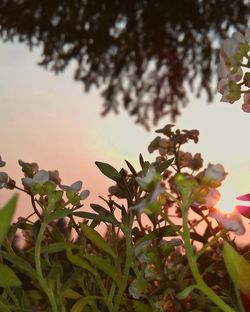 Close-up of plant against sky