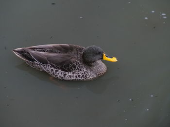 High angle view of bird swimming in lake