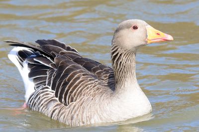 Close-up of bird in water