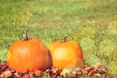 Pumpkins on field during autumn