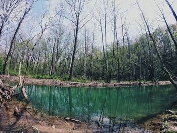 Scenic view of lake in forest against sky
