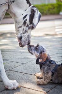 Big dog smelling the little dog