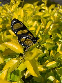 Close-up of butterfly pollinating on yellow flower