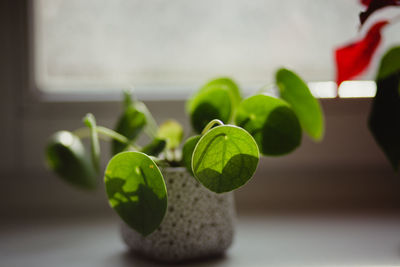 Close-up of plant