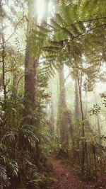 Low angle view of trees in forest