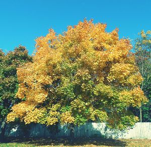 Low angle view of trees against clear blue sky