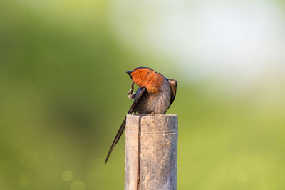 Pacific swallow preening feathers on wooden post