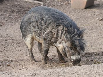 View of an animal on field