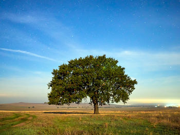 Tree on field against sky