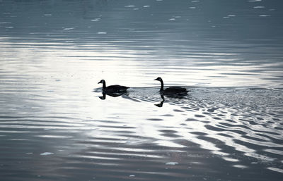 Reflection of ducks in lake