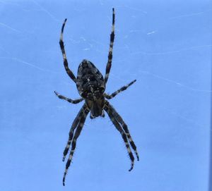 Close-up of spider on web